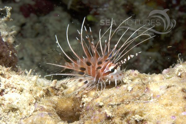  KV Antennen-Rotfeuerfisch Pterois antennata MALA 06 1