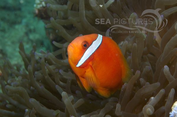 KV Anemonenfisch Amphiprion melanopus    PH 06 010