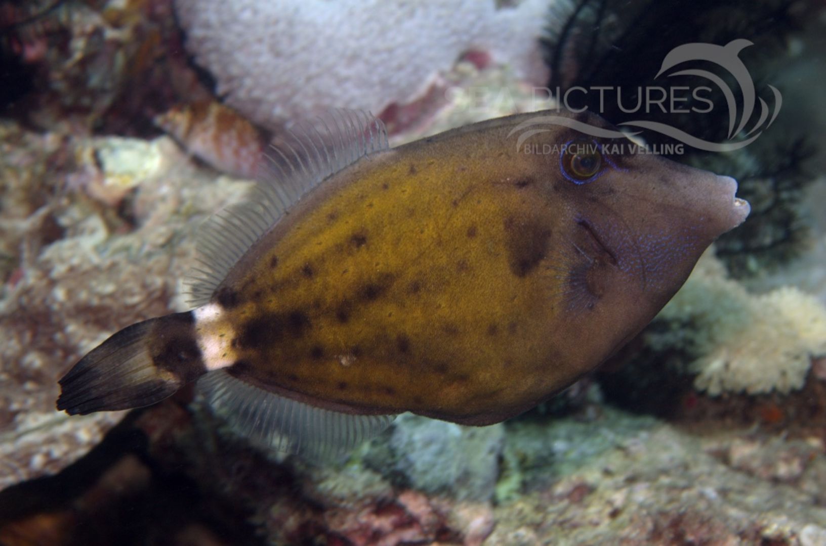 KV Feilenfisch Cantherhinus fronticinctus PH 06 003  1 