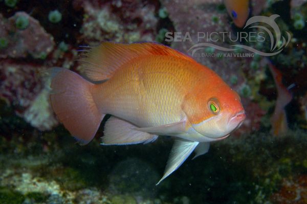 Pseudanthias luzonensis