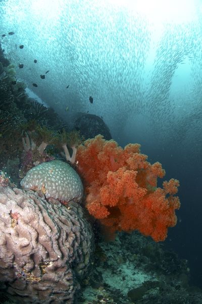 Insel Pescador mit Sardinenschwarm