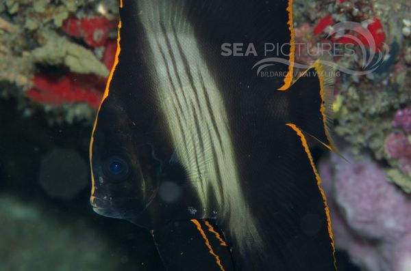 KV Spitzmaul-Fledermausfisch  juv.  Platax pinnatus PH 06 003