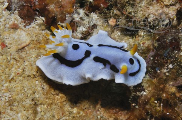 Chromodoris dianae 