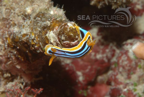 KV Pyjama-Sternschnecke  Chromodoris quadricolor  1 RO 05