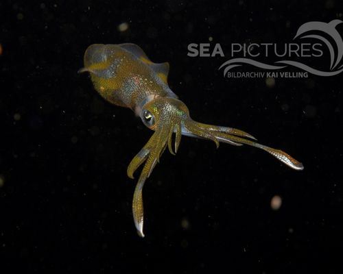 Kraken-Sepien-Kalmare