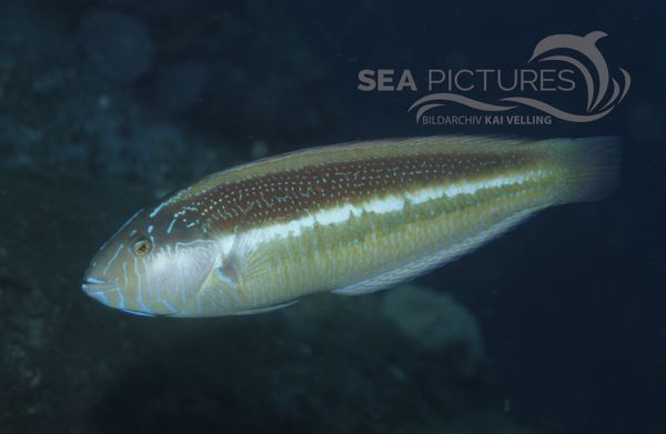 KV Maori-Lippfisch  Ophthalmolepis lineolata  AU SA 04