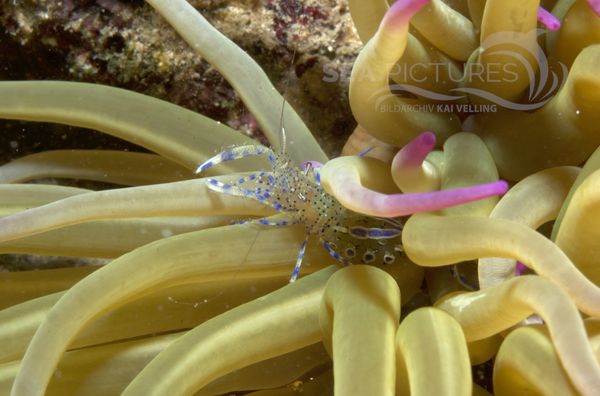 KV Mittelmeer-Partnergarnele Periclimenes aegylios  KR 06 967