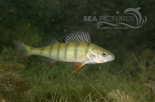 KV Perca fluviatilis 3 ST 06