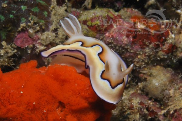 Chromodoris coi