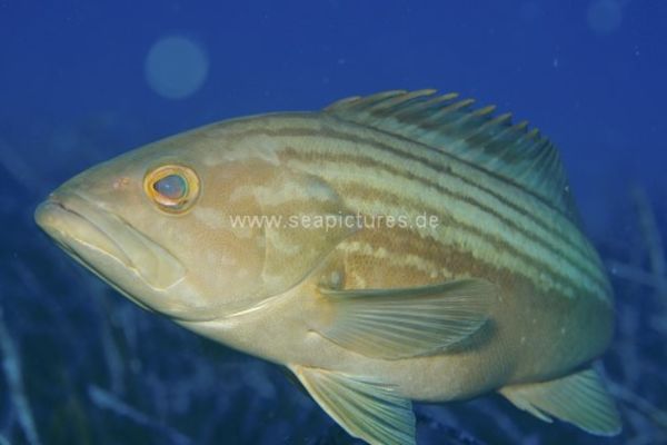 Epinephelus costae