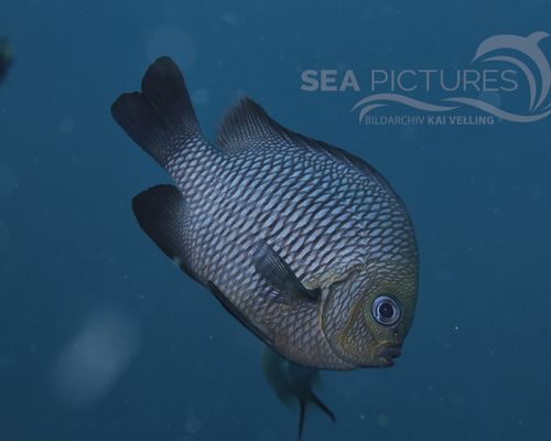 Meeresfische Meeresfische