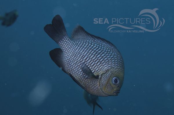 Damselfish