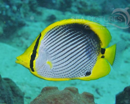 Falterfische