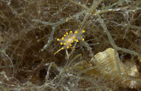 KV Eubranchus farrani 1KR 06 203