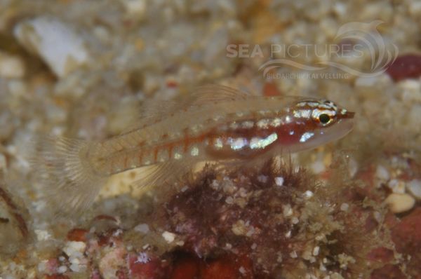 Eviota sigillata