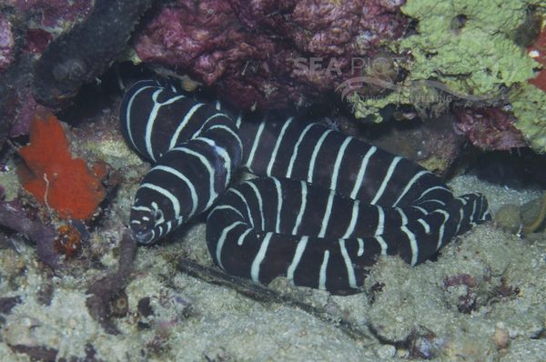 Gymnomuraena zebra