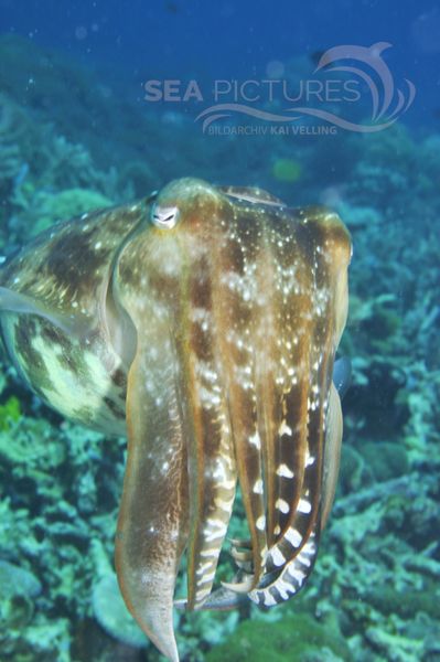 Sepia latimanus