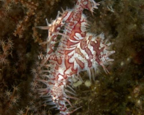 Geisterpfeifenfische