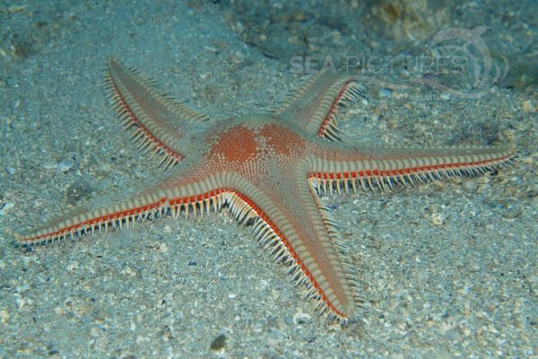 Astropecten arantiacus