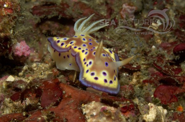 KV Chromodoris kuniei PH 06 201