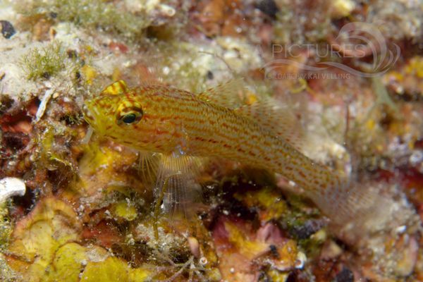 Gobius xanthocephalus