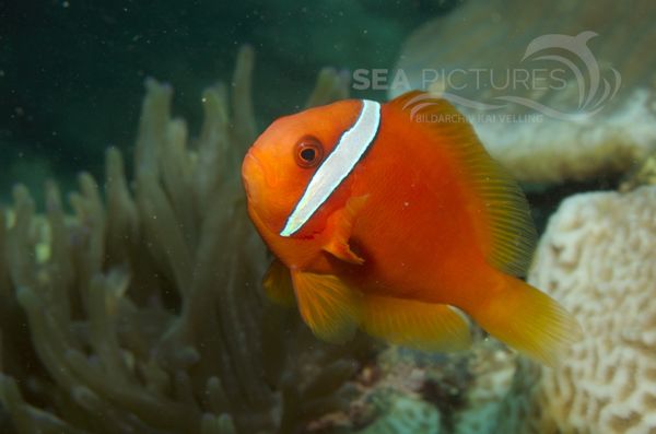 KV Anemonenfisch Amphiprion melanopus    PH 06 008