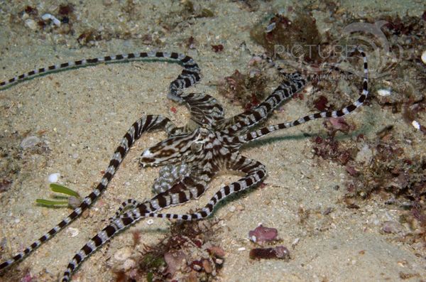 KV Mimikrykrake Octopus sp. PH 08 10567