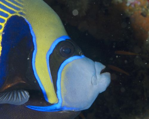 Kaiserfische