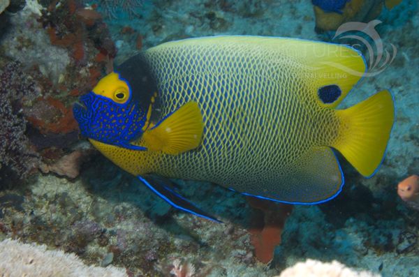  KV Blaukopf-Kaiserfisch  Pomacanthus xanthometopon   MALA 06 2