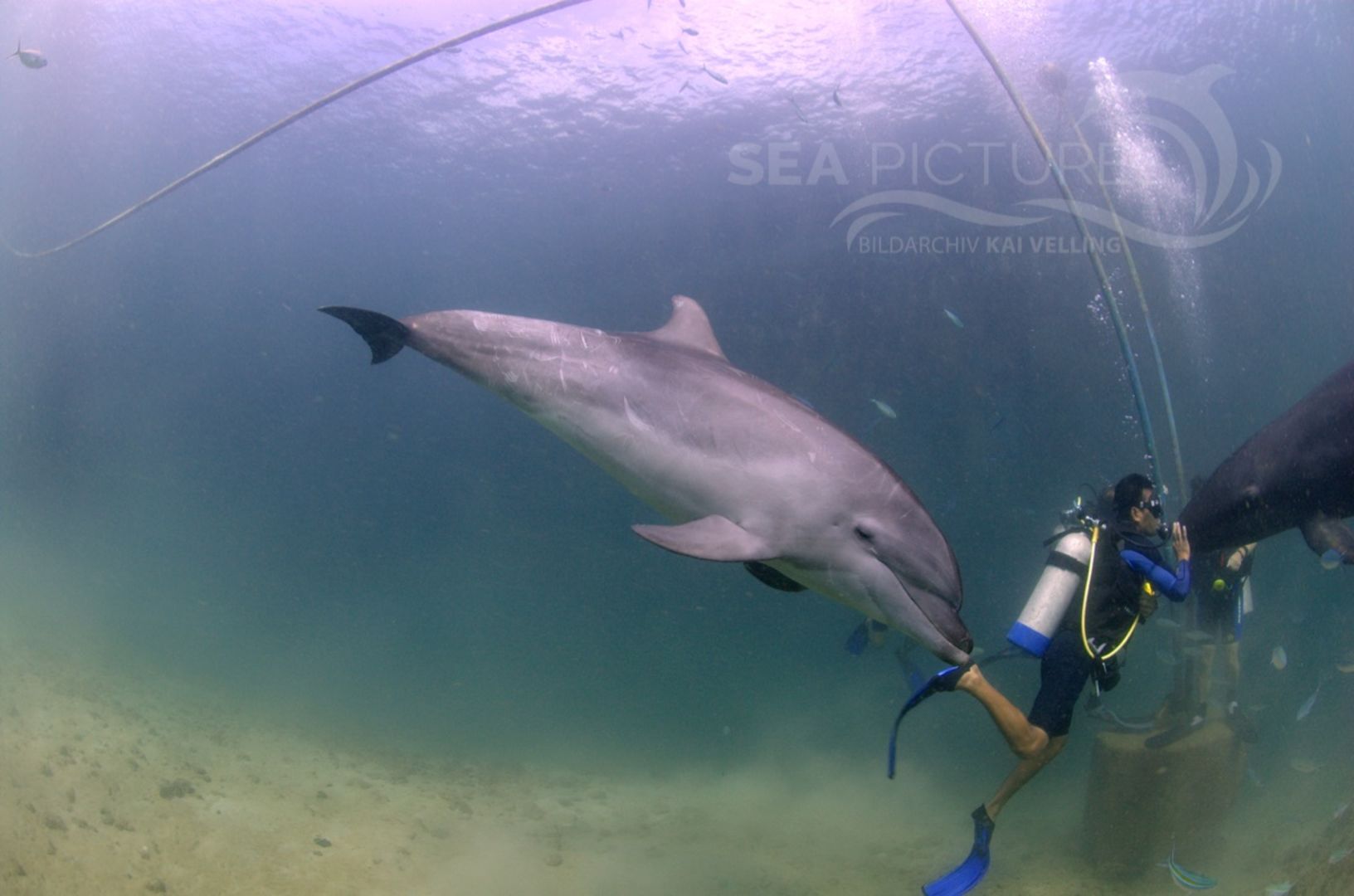 KV Grosser Tu  mmler Tursiops truncatus PH 06 019