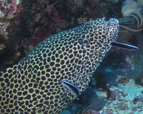 Meeresfische Meeresfische