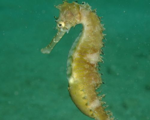 Seepferdchen