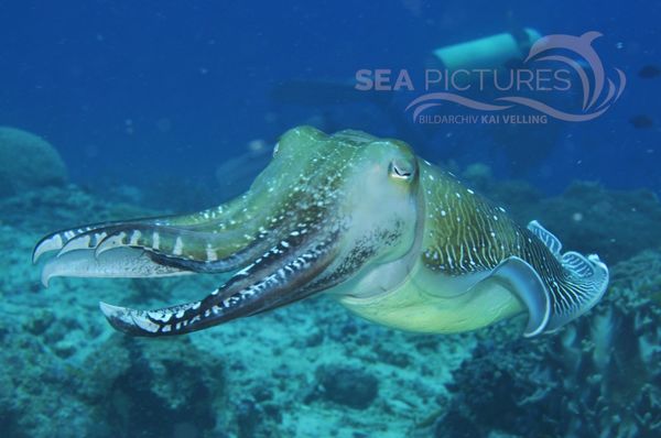 Sepia latimanus