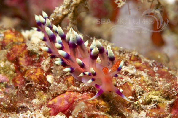 Flabellina exoptata