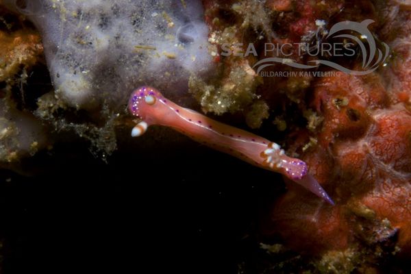 Hypselodoris maculosa