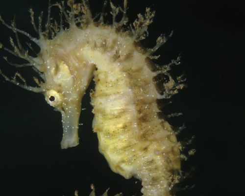 Morphologie