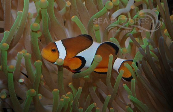 Oranger Ringelfisch  Amphiprion ocellaris 4