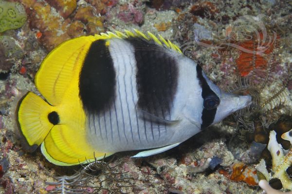 Chaetodon ulietensis