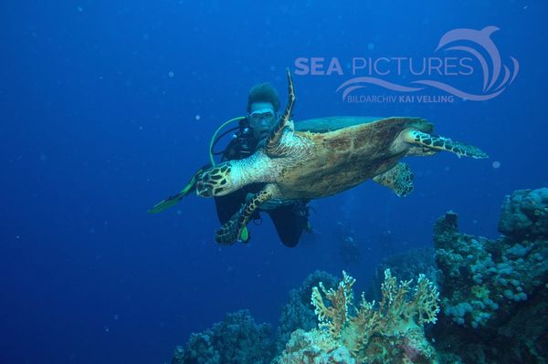 Echte Karettschildkröte  Rotes Meer / hawksbill turtle / Eretmochelys imbricata