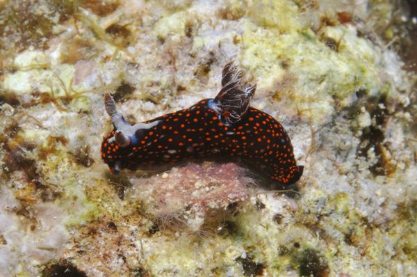 Nembrotha livingstoni