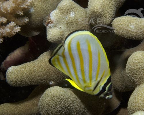 Meeresfische Meeresfische