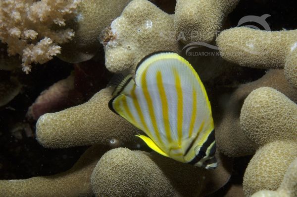 KV Orangestreifen-Falterfisch  Chaetodon ornatissimus  juv. MALA 06 3