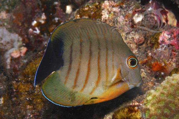  Acanthurus tristis