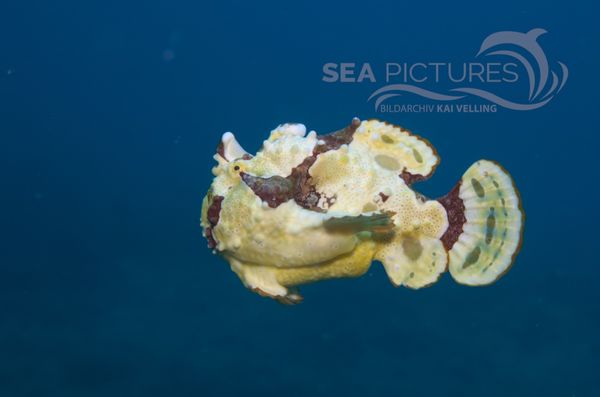 KV Clown-Anglerfisch Antennarius maculatus  PH 06 018