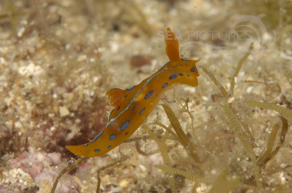 KV Polycera elegans KR 06 1342