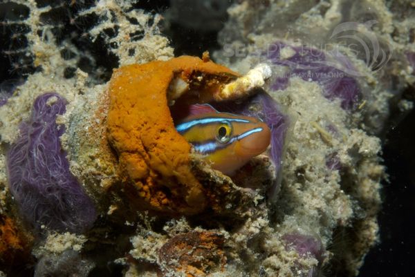  KV Blaustreifen-Sa  belzahnschleimfisch  Plagiotremus rhynorhynchos  MALA 06.