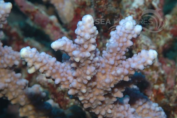 KV Acropora sp.1 RO 05