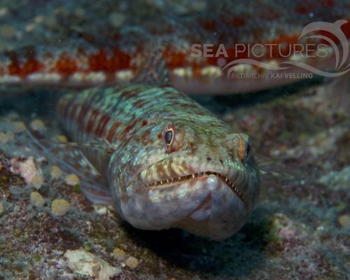 Eidechsenfische