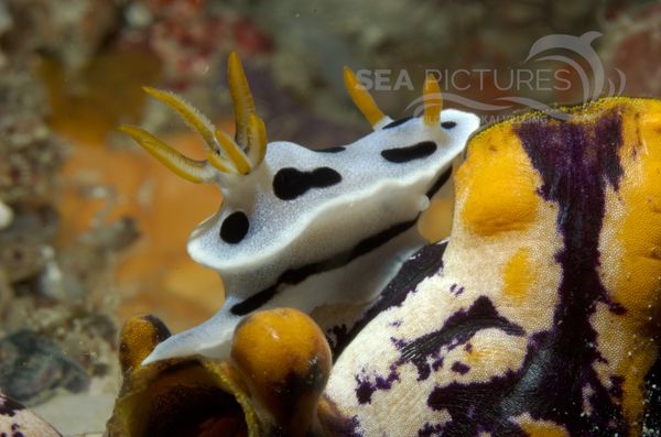 KV Chromodoris dianae MALA 06 1