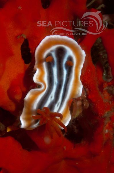 KV Chromodoris magnifica PH 06 275